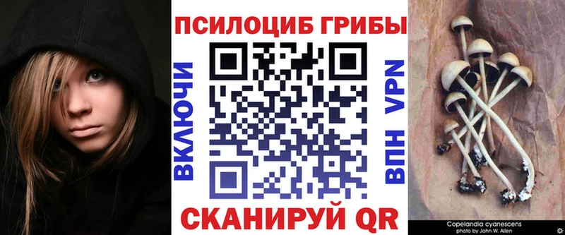 где продают   Зубцов  это клад  Псилоцибиновые грибы GOLDEN TEACHER 
